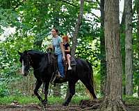 champ-haflinger-horse