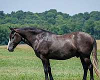 all-quarter-horse