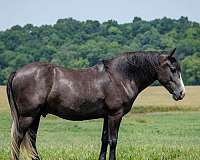 all-around-quarter-horse