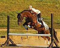 black-leopard-blanket-horse