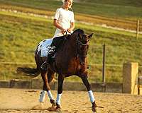 athletic-friesian-horse