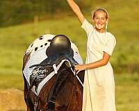 beginner-friesian-horse