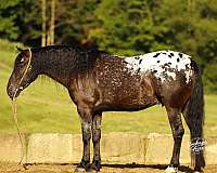 companion-friesian-horse