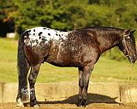 cross-friesian-horse