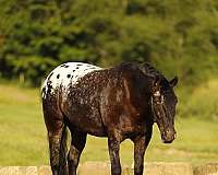 dappled-friesian-horse
