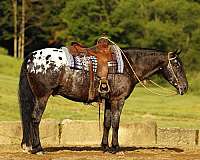 driving-friesian-horse