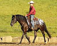 finished-friesian-horse