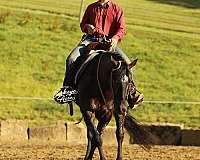 flashy-friesian-horse