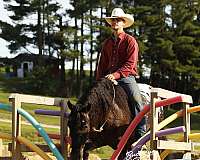 harness-friesian-horse