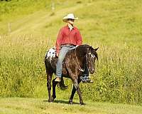 husband-safe-friesian-horse
