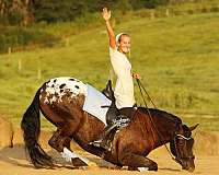 all-around-friesian-horse