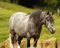athletic-pony