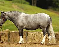 grey-dappled-white-socks-pony