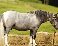 all-around-pony