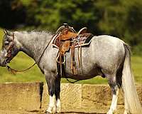 beginner-pony