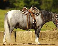 companion-pony