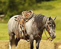 flashy-pony