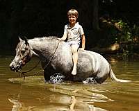 ridden-western-pony
