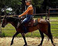 versatile-horse-mare