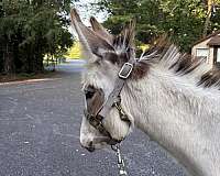 donkey-stallion