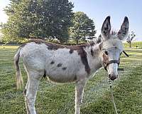 brown-white-donkey