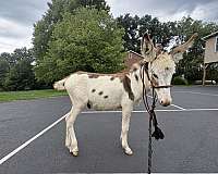 donkey-for-sale