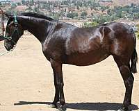 sooty-buckskin-andalusian-horse