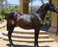 overo-andalusian-horse