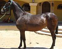 dunskin-andalusian-horse