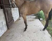paint-filly