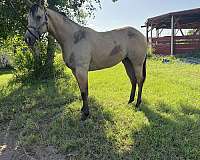 paint-horse-for-sale
