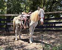 farrier-haflinger-horse