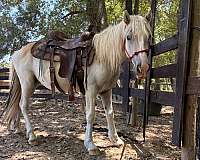 forever-home-haflinger-horse