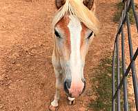 inexpensive-haflinger-horse