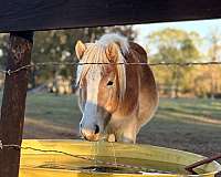 lead-haflinger-horse