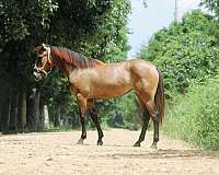 bay-roan-filly-for-sale