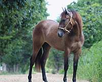 13-hand-bay-roan-horse