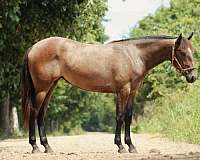 cross-foundation-friesian-quarter-horse