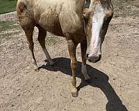 full-blaze-face-three-stockings-horse