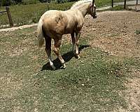 palomino-full-blaze-face-three-stockings-horse