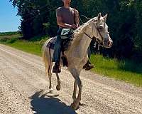 aha-gelding
