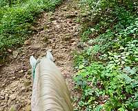 14-hand-arabian-gelding