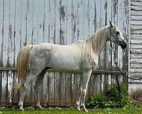 14-hand-arabian-horse