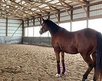 bay-aha-mare