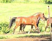glory-arabian-horse