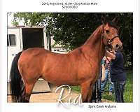 bay-arabian-mare