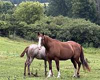 sorrel-quarter-horse-mare