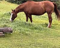 sorrel-aqha-mare
