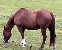 sorrel-aqha-horse