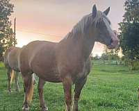 blaze-horse